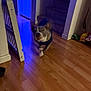 dog, indoor, wooden_floor, blurry, motion, stairs, gate, wall, blue_light, pet, running, flooring, canine, house, hallway, animal, motion_blur, doorway, furniture, lighting