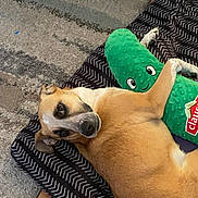 Rosie joined the competition — help win amazing prizes! dog, plush_toy, pickle, blanket, patterned_blanket, rug, floor, pet, cute, relaxed, lying_down, indoor, toy, comfort, brown_dog, white_markings, looking, animal, soft_texture, home