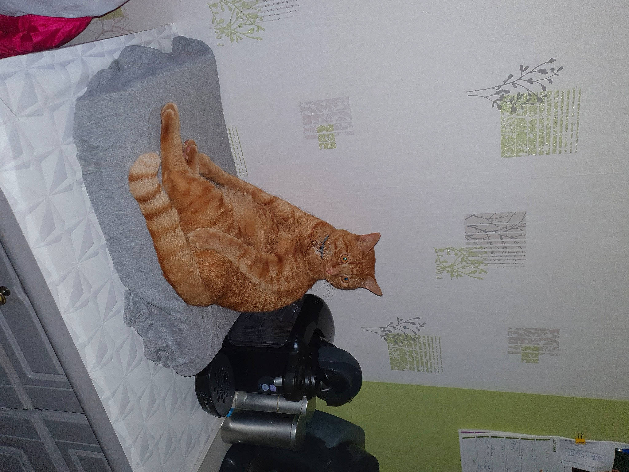 Rebel participe au concours pour gagner de l'argent avec cette photo : art, boot, camera, cat, cone, event, felidae, font, fur, leaf, paper, pattern, product, room, small_to_medium_sized_cats, tail, toy, visual_arts, wood, yoda