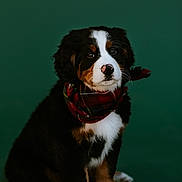 Maple is registered to the contest to win money with this photo: bernese_mountain_dog, puppy, dog, scarf, red_scarf, fluffy, brown, black, white, sitting, portrait, studio, green_background, cute, pet, animal, young_dog, fur, paw, nose