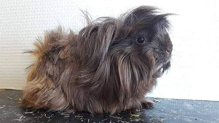 Shanna a rejoint le concours — aidez-le/la à gagner de superbes lots ! angora_rabbit, chinese_imperial_dog, domestic_rabbit, guinea_pig, pekapoo, rabbit, rabbits_and_hares, rodent