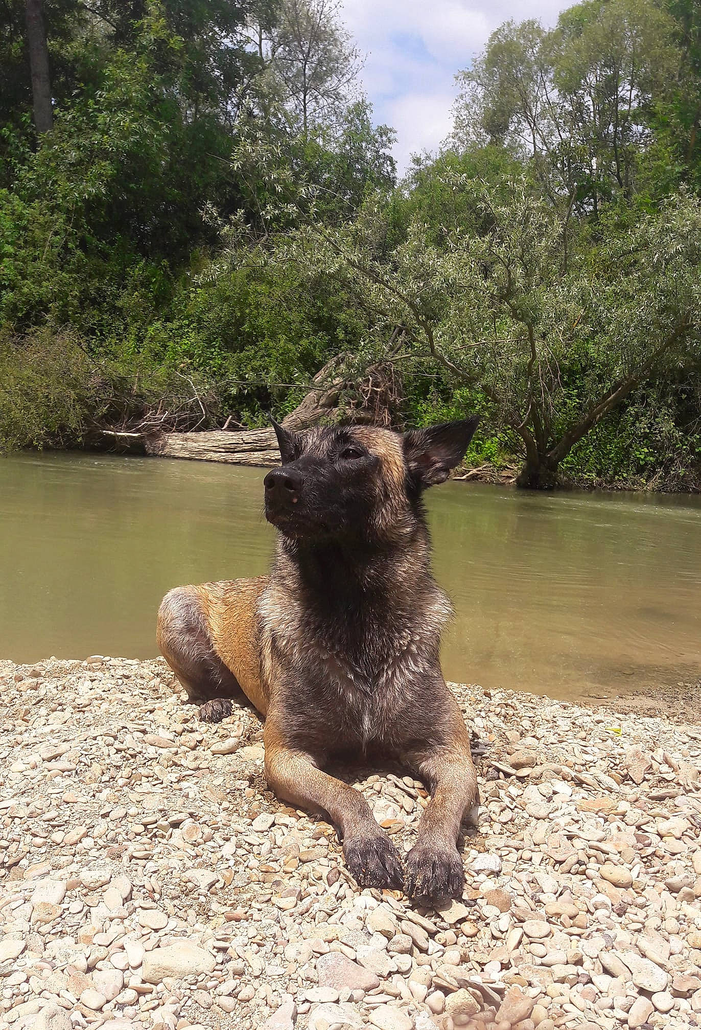 Naya. a rejoint le concours — aidez-le/la à gagner de superbes lots ! bank, canidae, carnivore, dog, dog_breed, fawn, sporting_group, watercourse, wildlife