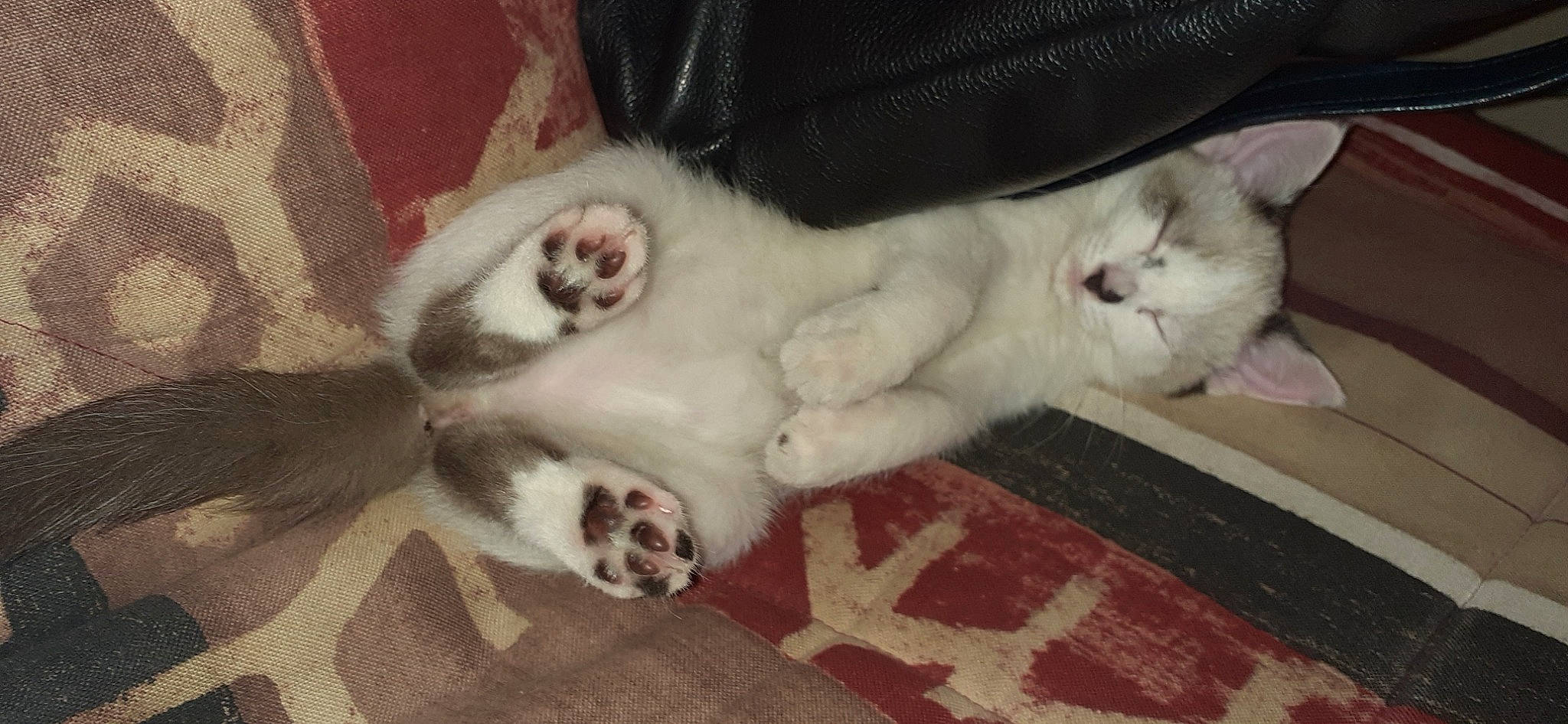 Ruby participe au concours pour gagner de l'argent avec cette photo : canidae, carnivore, cat, dog_breed, fawn, felidae, fur, kitten, mammal, paw, small_to_medium_sized_cats, tail, vertebrate, whiskers