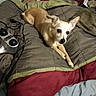 alert, bed, blanket, brown, canine, cord, cozy, curious, dog, fur, furniture, home, indoor, laying, massager, peeking, pet, resting, tan, two_dogs