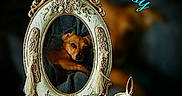 Missy Monster joined the competition — help win amazing prizes! animal, blurred_background, brown_dog, cute, decorative, dog, figurine, furniture, indoor, mirror, name, ornate, pet, portrait, reflection, small_dog, still_life, table, text_overlay, vintage