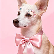 Missy Monster is registered to the contest to win money with this photo: dog, pink_background, bow, ribbon, face_decorations, flower_gems, pet, portrait, cute, studio_photo, animal, white_fur, ears, close_up, decorative, fashion, accessory, soft_lighting, studio_lighting, pink