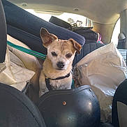 Tove joined the competition — help win amazing prizes! adventure, backseat, bag, car_interior, companion, curious, dog, domestic_animal, ear, leash, luggage, pet, restraint, road_trip, seat, small_dog, stuffed, travel, vehicle, window