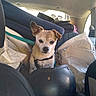 adventure, backseat, bag, car_interior, companion, curious, dog, domestic_animal, ear, leash, luggage, pet, restraint, road_trip, seat, small_dog, stuffed, travel, vehicle, window