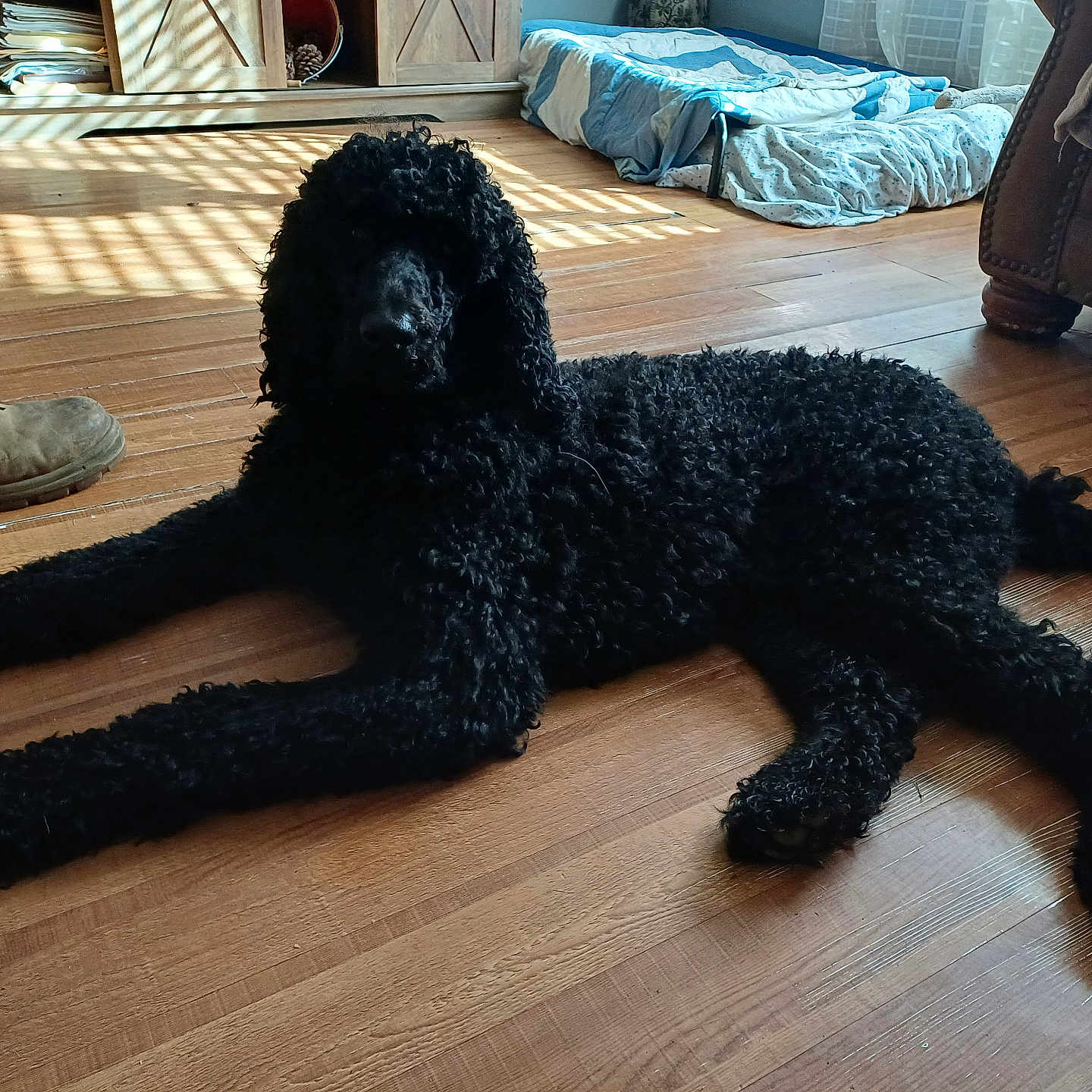 Henry joined the competition — help win amazing prizes! animal, boy, canine, child, clothing, couch, dog, footwear, furniture, hardwood, indoors, male, person, pet, poodle, puppy, runningshoe, shoe, sneaker, wood