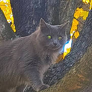 Gizmo is registered to the contest to win money with this photo: cat, gray_cat, tree, tree_branch, animal, outdoor, nature, leaves, yellow_leaves, autumn, fur, whiskers, eyes, wildlife, mammal, pet, climbing, alert, closeup, daylight