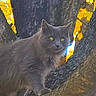 cat, gray_cat, tree, tree_branch, animal, outdoor, nature, leaves, yellow_leaves, autumn, fur, whiskers, eyes, wildlife, mammal, pet, climbing, alert, closeup, daylight