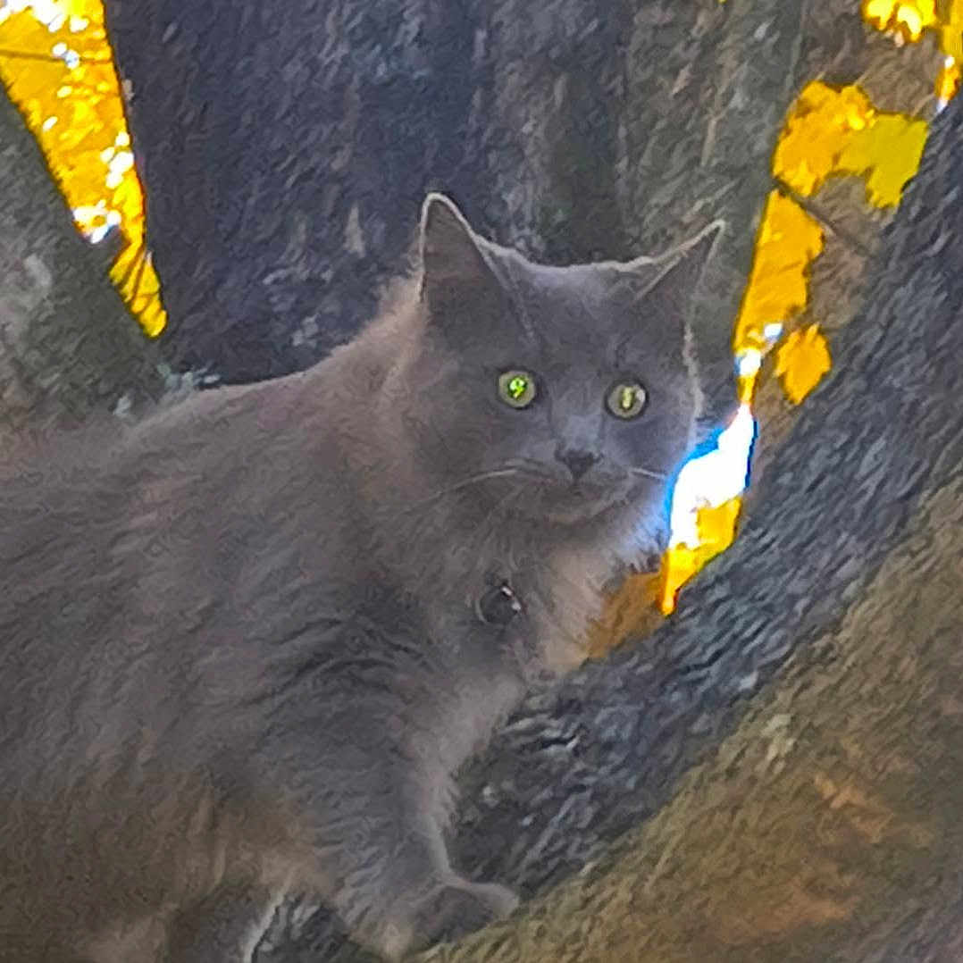 Gizmo