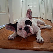Petey is registered to the contest to win money with this photo: dog, french_bulldog, pet, animal, indoor, floor, wooden_floor, ear, black_and_white, lying_down, hallway, door, curious, face, paw, looking, canine, domestic_animal, companion, cute