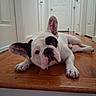 dog, french_bulldog, pet, animal, indoor, floor, wooden_floor, ear, black_and_white, lying_down, hallway, door, curious, face, paw, looking, canine, domestic_animal, companion, cute