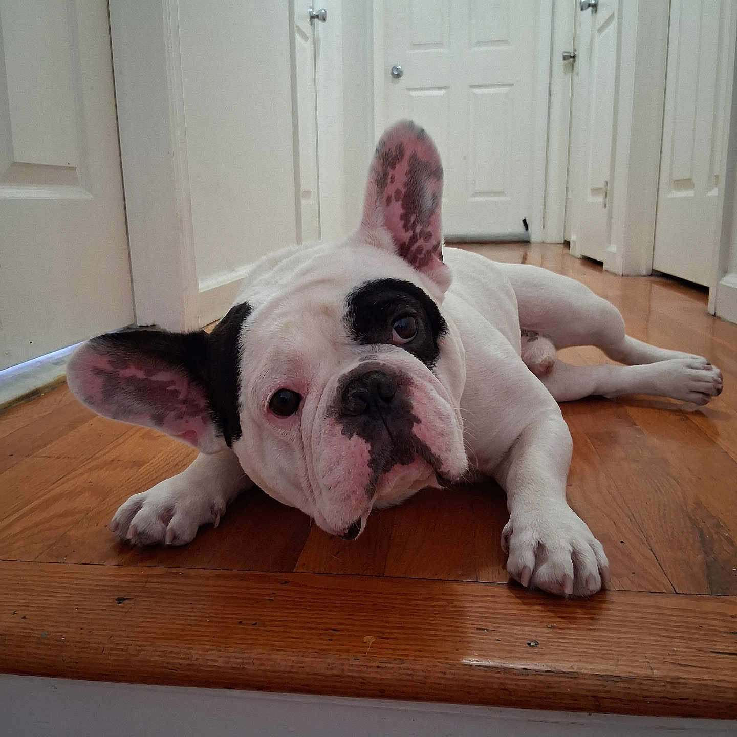 Petey is registered to the contest to win money with this photo: dog, french_bulldog, pet, animal, indoor, floor, wooden_floor, ear, black_and_white, lying_down, hallway, door, curious, face, paw, looking, canine, domestic_animal, companion, cute
