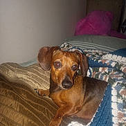 Frankie joined the competition — help win amazing prizes! dog, dachshund, bed, blanket, pillow, crocheted_blanket, brown, pink, stuffed_animal, pet, indoor, cozy, animal, looking, curious, lying, resting, canine, fur, ears
