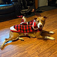 Henna joined the competition — help win amazing prizes! dog, animal, pet, indoor, floor, wood_floor, coat, red, black, checkered, santa_figurine, holiday, living_room, furniture, leather_couch, car_seat, shoes, door, relaxed, brown