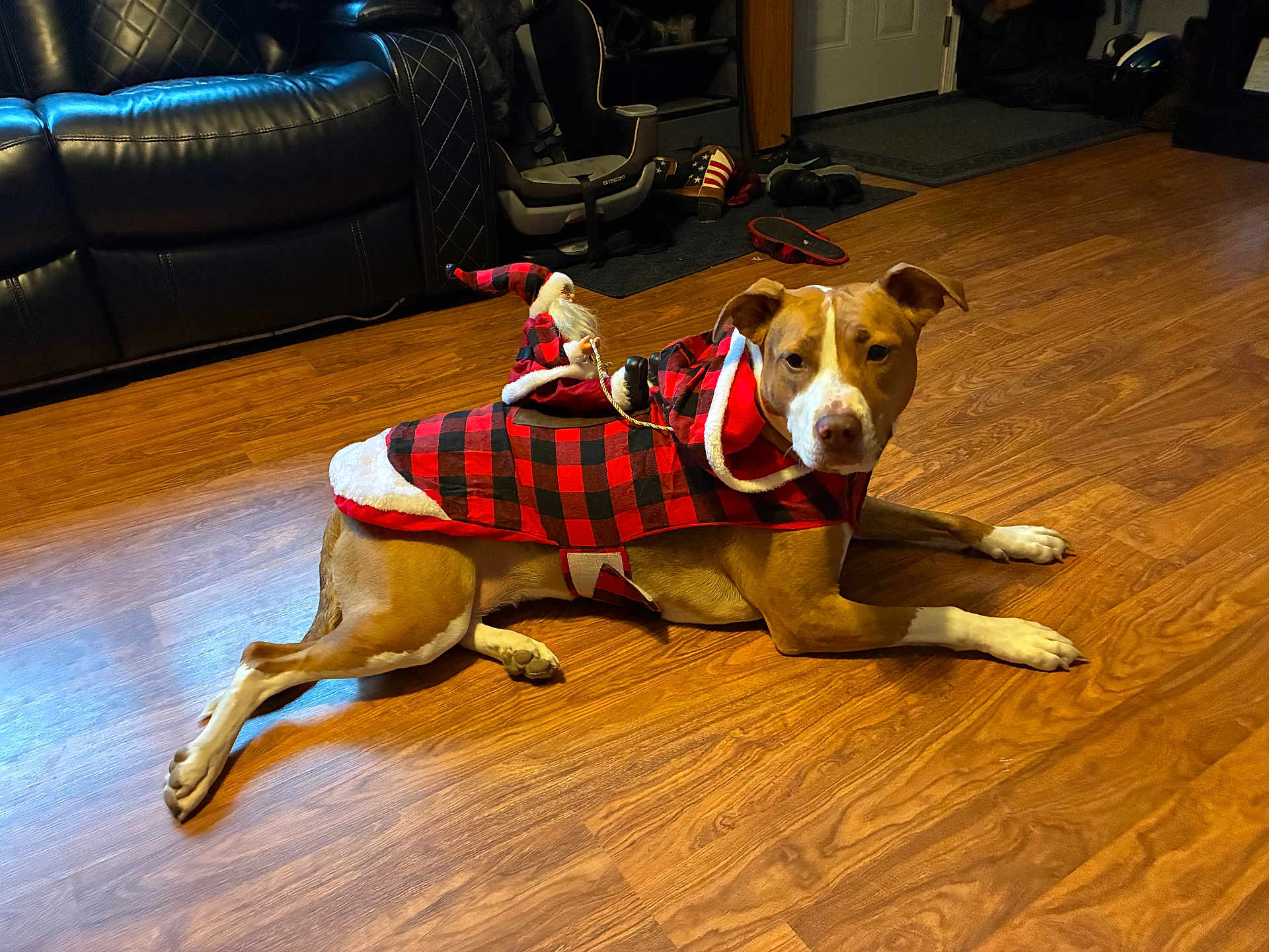 Henna joined the competition — help win amazing prizes! dog, animal, pet, indoor, floor, wood_floor, coat, red, black, checkered, santa_figurine, holiday, living_room, furniture, leather_couch, car_seat, shoes, door, relaxed, brown