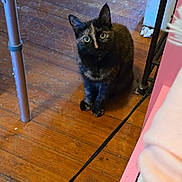 Gigi joined the competition — help win amazing prizes! cat, tortoiseshell, wooden_floor, indoor, pet, animal, furniture, cable, curious, sitting, ears, eyes, floor, domestic, mammal, whiskers, household, looking_up, legs, black