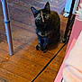 cat, tortoiseshell, wooden_floor, indoor, pet, animal, furniture, cable, curious, sitting, ears, eyes, floor, domestic, mammal, whiskers, household, looking_up, legs, black