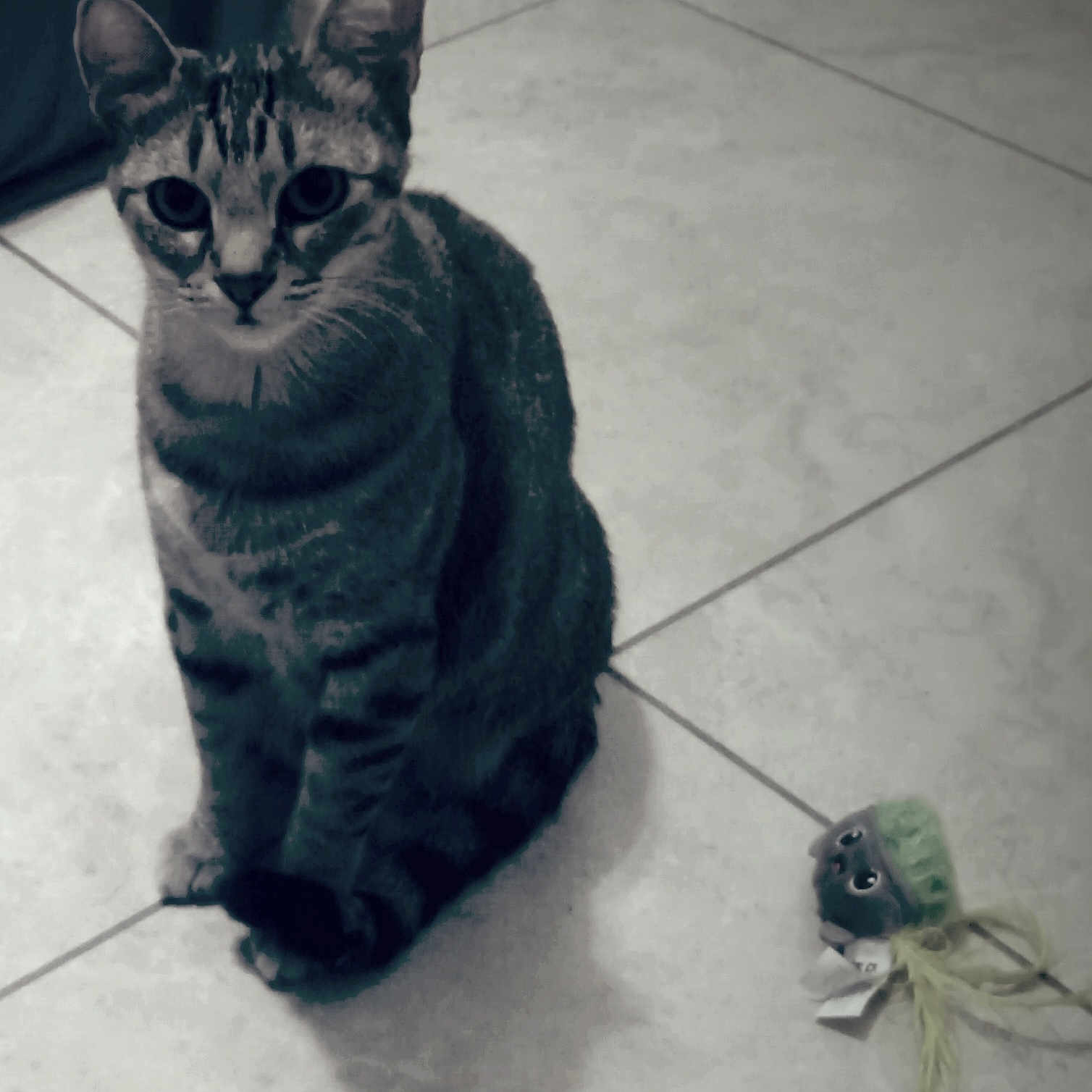 Bella is registered to the contest to win money with this photo: animal, cat, companion, curious, cute, domestic, ears, feline, floor, home, indoor, pet, playful, shadow, sitting, striped, tabby, tile, toy, whiskers