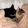 cat, cats, tabby_cat, black_cat, sleeping, cozy, blanket, bed, fur, cute, pets, domestic_animal, resting, close_up, indoor, animal, snuggle, comfort, warm, relax