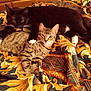 Bella is registered to the contest to win money with this photo: cat, black_cat, tabby_cat, bedspread, patterned_fabric, animal, pet, whiskers, paw, ear, fur, resting, indoor, feline, domestic_animal, cozy, human_hand, licking, winking, companion