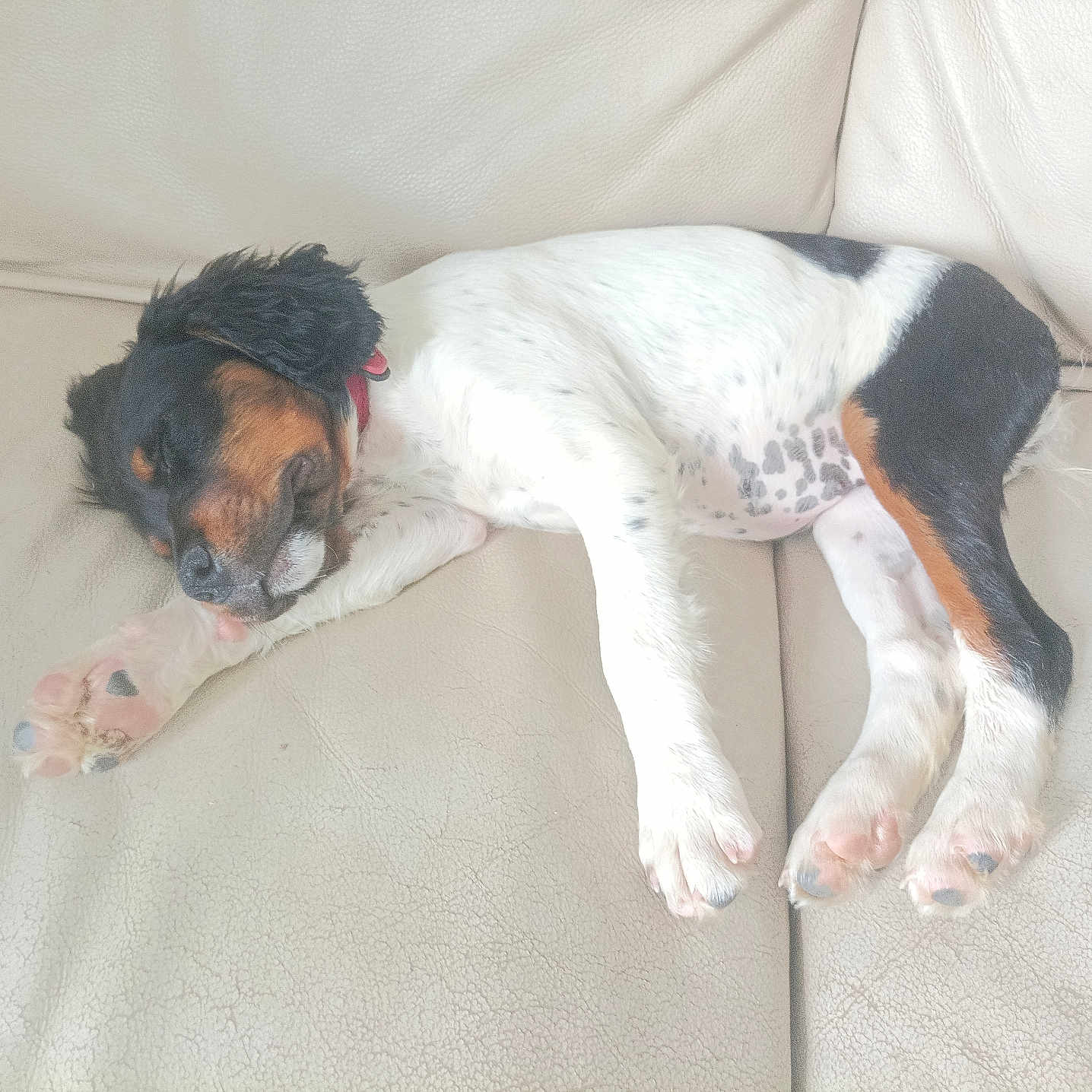 Utah participe au concours pour gagner de l'argent avec cette photo : animal, architecture, beagle, boxer, building, bulldog, canine, cockerspaniel, couch, cushion, dog, furniture, homedecor, hound, indoors, person, pet, pointer, puppy, sleeping