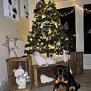 Athéna a rejoint le concours — aidez-le/la à gagner de superbes lots ! christmas_tree, lights, puppy, rottweiler, holiday_decor, figurines, wooden_crates, indoor, floor_tiles, ornaments, star_topper, festive, decorations, window, dark_outside, cute, dog, animal, pet, holiday