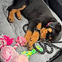 puppy, dog, sleeping, bed, toy, plush_toy, car_interior, leash, black_fur, tan_fur, cute, pet, resting, cozy, soft, pink, green, rope_toy, animal, young