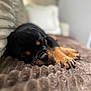 Athéna a rejoint le concours — aidez-le/la à gagner de superbes lots ! rottweiler, puppy, dog, sleeping, paw, black, brown, fur, cute, cozy, blanket, indoor, resting, closeup, pet, animal, napping, soft, young, adorable