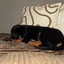 Athéna participe au concours pour gagner de l'argent avec cette photo : puppy, rottweiler, dog, pet, animal, cute, lying_down, blanket, bed, cozy, indoor, fur, resting, small, black_and_tan, young, adorable, sleepy, home, pillow