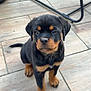 puppy, rottweiler, dog, pet, animal, cute, sitting, floor, wooden_floor, tile, outdoor, grass, chair, metal, black, brown, fur, young, portrait, adorable