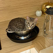 Princesse participe au concours pour gagner de l'argent avec cette photo : cat, tabby, colander, kitchen, countertop, wood, curious, domestic_cat, pet, feline, household, indoor, curled_up, gray_cat, eyes, looking, metal, container, cozy, still_life