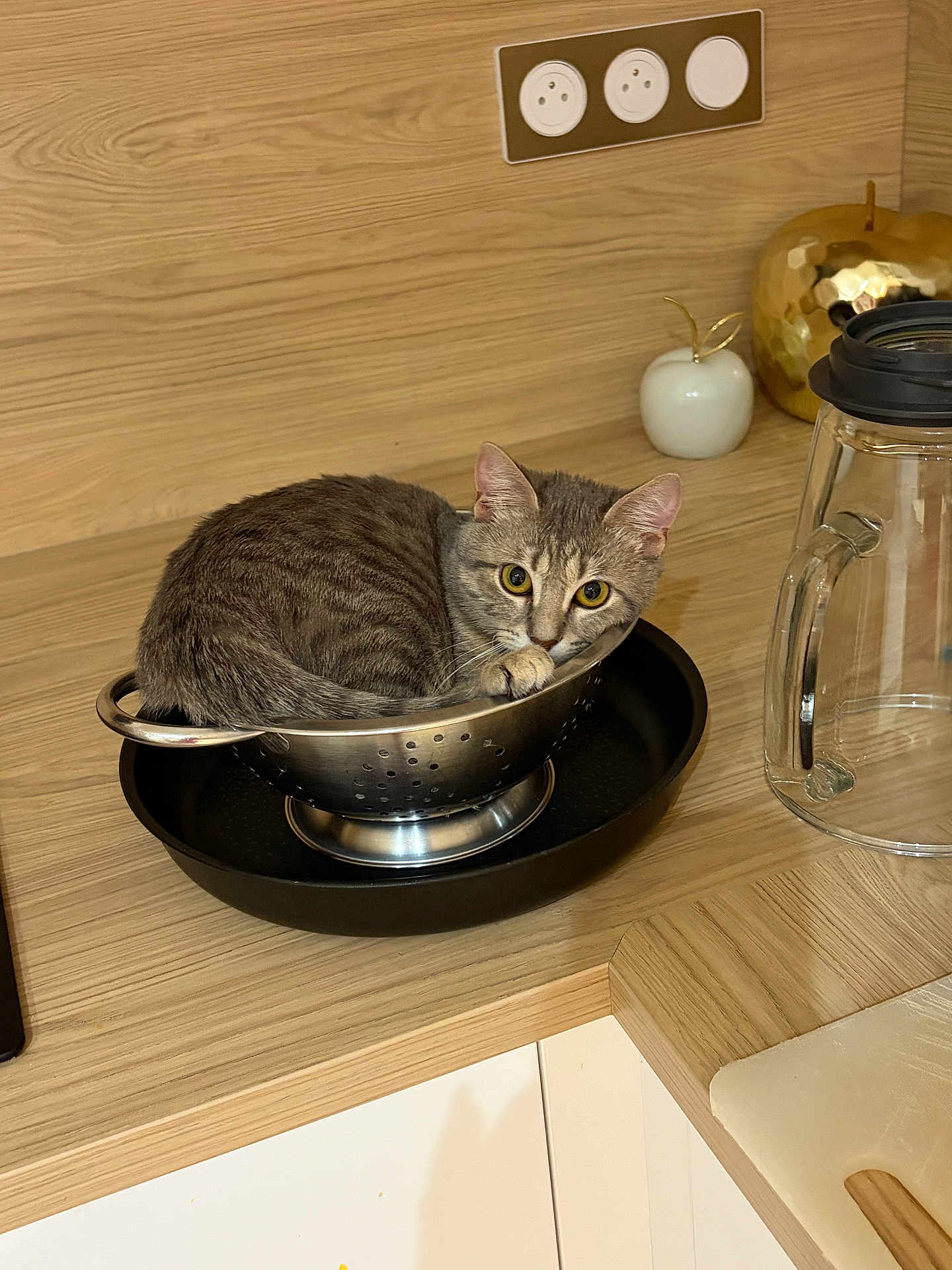Princesse participe au concours pour gagner de l'argent avec cette photo : cat, tabby, colander, kitchen, countertop, wood, curious, domestic_cat, pet, feline, household, indoor, curled_up, gray_cat, eyes, looking, metal, container, cozy, still_life