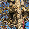 alert, animal, autumn, blue_sky, branch, cat, climbing, daylight, feline, fur, green_eyes, leaves, nature, outdoor, pet, sunlight, tabby, tree, whiskers, wildlife