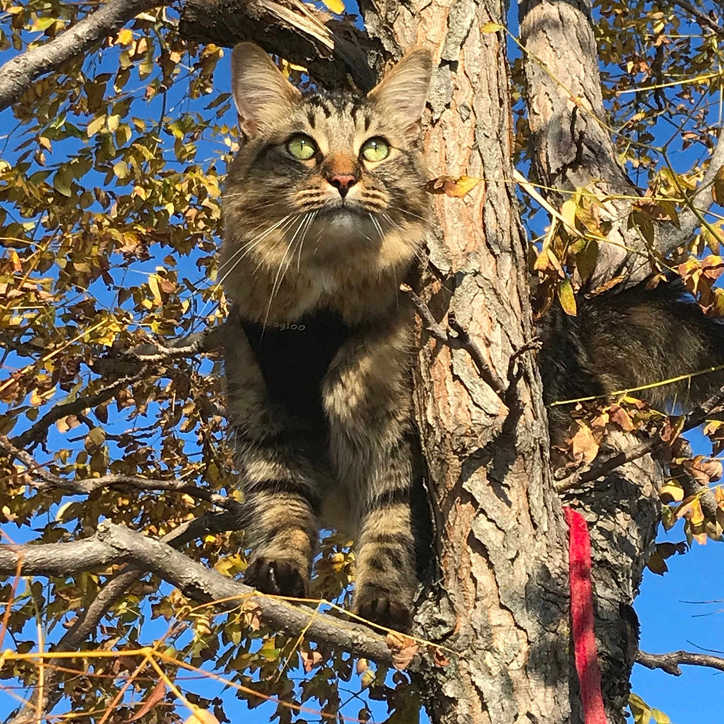 Ototo is registered to the contest to win money with this photo: alert, animal, autumn, blue_sky, branch, cat, climbing, daylight, feline, fur, green_eyes, leaves, nature, outdoor, pet, sunlight, tabby, tree, whiskers, wildlife