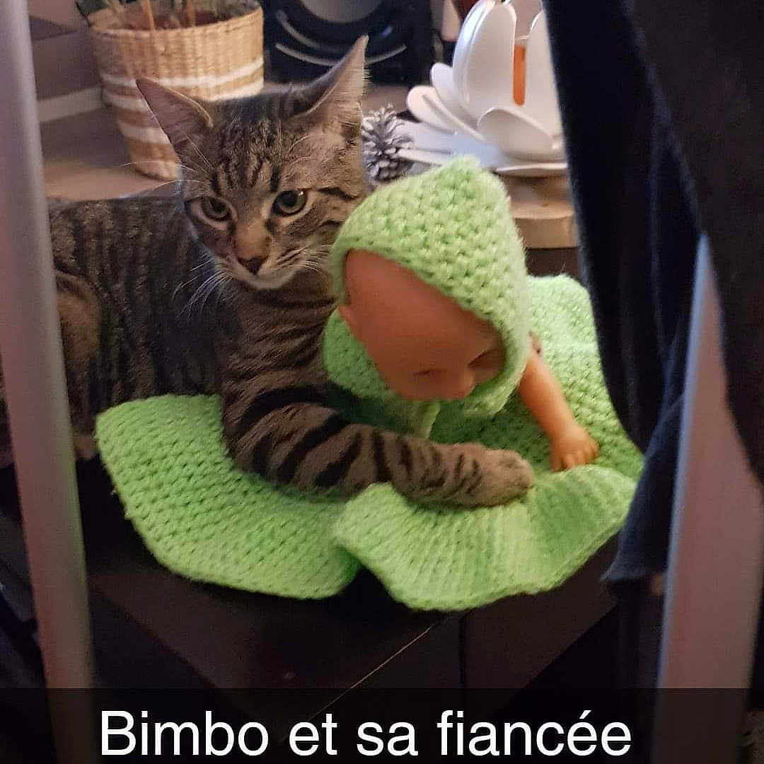 Bimbo