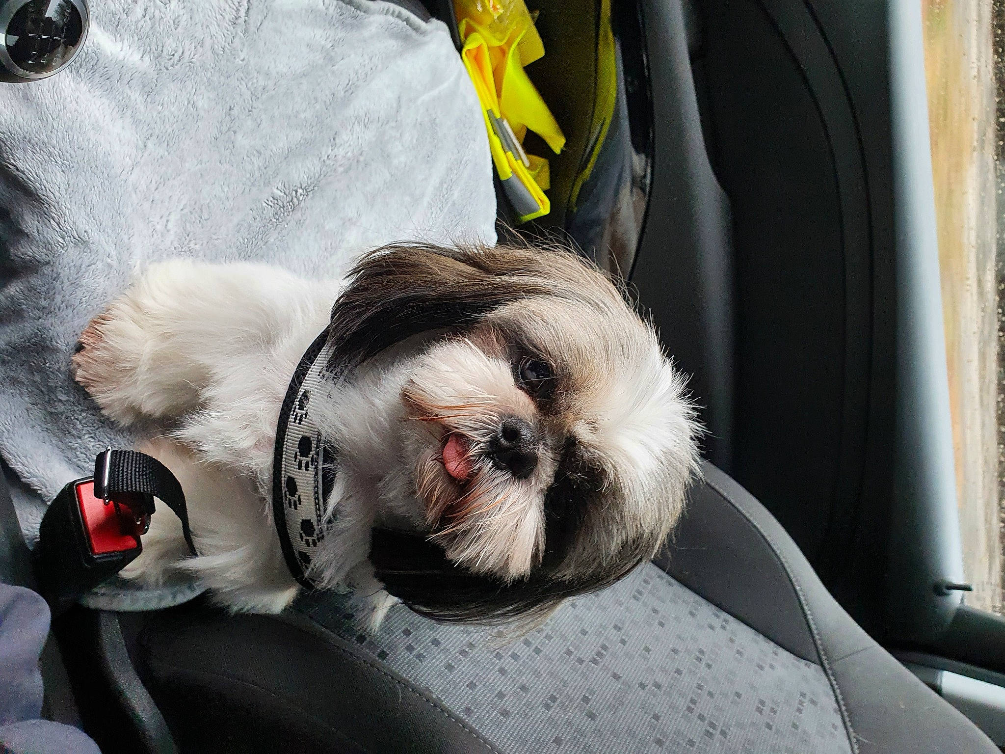 Jack a rejoint le concours — aidez-le/la à gagner de superbes lots ! auto_part, automotive_design, car, carnivore, collar, comfort, companion_dog, dog, dog_breed, eyewear, fawn, felidae, fur, motor_vehicle, paw, snout, sporting_group, vehicle_door, whiskers, windshield