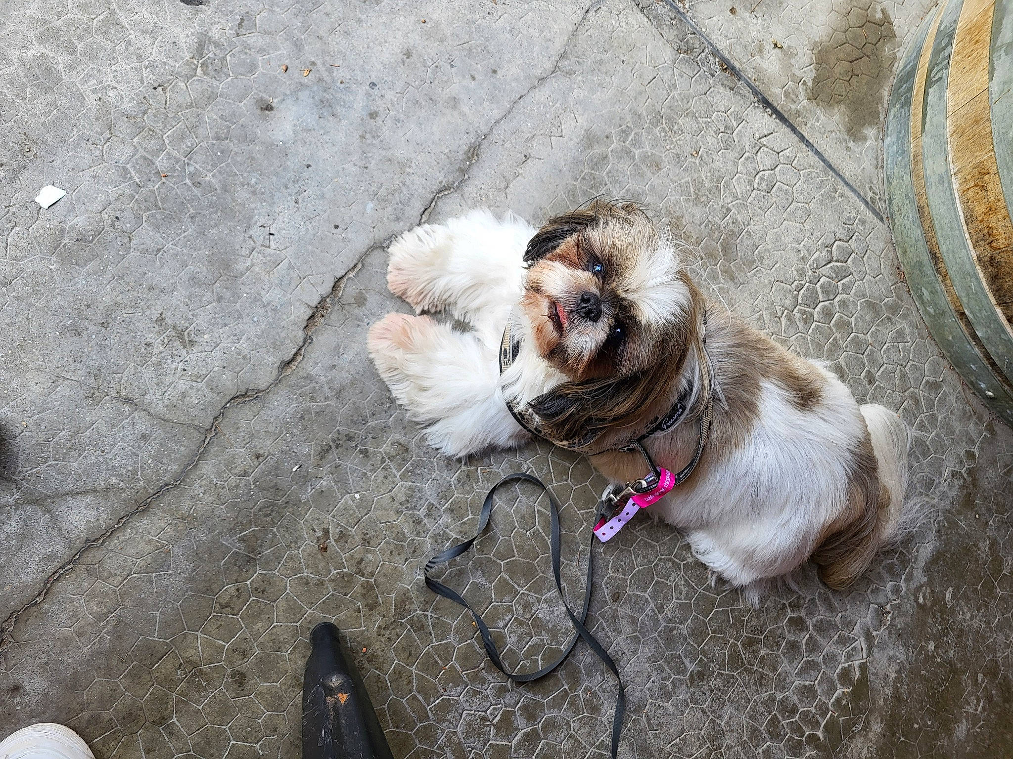 Jack participe au concours pour gagner de l'argent avec cette photo : asphalt, canidae, carnivore, cat, collar, companion_dog, dog_breed, dog_collar, domestic_short_haired_cat, eye, fawn, felidae, leash, road_surface, small_to_medium_sized_cats, snout, sporting_group, tail, whiskers, working_animal