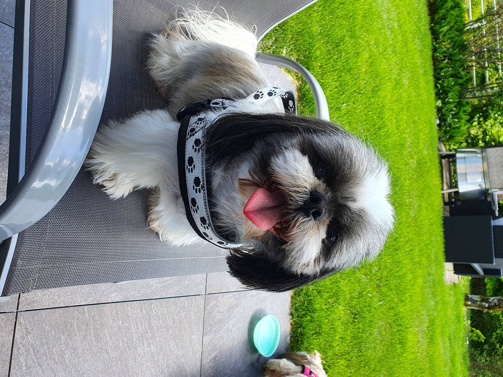 Jack a rejoint le concours — aidez-le/la à gagner de superbes lots ! canidae, carmine, carnivore, collar, companion_dog, dog, dog_breed, dog_collar, dog_supply, feather, fur, grass, plant, snout, sporting_group, tail, tree, whiskers, wing