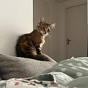 Seïka a rejoint le concours — aidez-le/la à gagner de superbes lots ! bedding, bedroom, blanket, cat, couch, cozy, door, ears, eyes, fluffy, furniture, home, indoors, kitten, long_hair, pet, portrait, sitting, tabby, whiskers