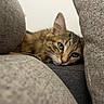 Seïka participe au concours pour gagner de l'argent avec cette photo : animal, cat, closeup, couch, cushions, ears, eyes, face, feline, fur, indoors, pet, photography, portrait, relaxed, sleepy, sofa, striped, tabby, whiskers