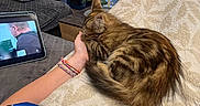 Seïka participe au concours pour gagner de l'argent avec cette photo : animal, bed, blanket, cat, cozy, curled_up, fluffy, furniture, hand, home, indoor, living_room, person, pet, pillows, relaxed, screen, sleeping, tabby, tablet