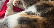 Nïji a rejoint le concours — aidez-le/la à gagner de superbes lots ! animal, bed, blanket, calico_cat, cat, cozy, curled_up, ears, fur, human_legs, indoors, lap, paws, pet, photography, portrait, red_clothing, relaxed, sleeping, whiskers