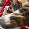 animal, bed, blanket, calico_cat, cat, cozy, curled_up, ears, fur, human_legs, indoors, lap, paws, pet, photography, portrait, red_clothing, relaxed, sleeping, whiskers