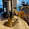 Nïji participe au concours pour gagner de l'argent avec cette photo : animals, blanket, cat, cats, chairs, cozy, cuddling, dining_room, dog, furniture, golden_retriever, home, indoors, living_room, mirror, pet_sleepover, pets, table, warm_lighting, wood_floor