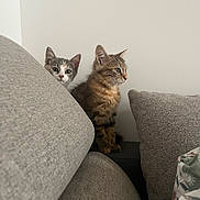 Nïji participe au concours pour gagner de l'argent avec cette photo : animals, cats, couch, curious, cushions, ears, eyes, fluffy, furry, home, indoor, kitten, kittens, pet, photography, portrait, sitting, sofa, tabby_cat, whiskers