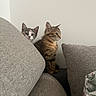 animals, cats, couch, curious, cushions, ears, eyes, fluffy, furry, home, indoor, kitten, kittens, pet, photography, portrait, sitting, sofa, tabby_cat, whiskers