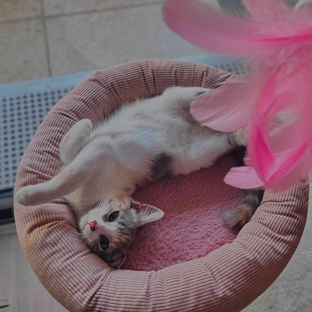 Nïji a rejoint le concours — aidez-le/la à gagner de superbes lots ! animal, basket, cat, cozy, cute, flower, home, houseplant, indoor, kitten, lounging, pet, pet_bed, pink, plush, portrait, relaxed, sleeping, tile_floor, upside_down